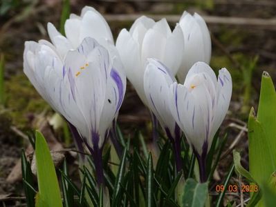 crocus Jeanne d'Arc