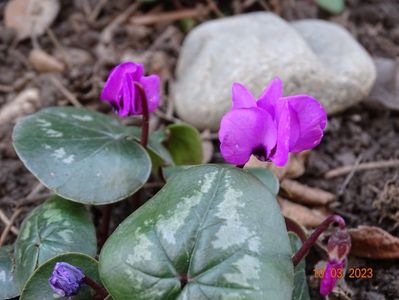 cyclamen coum Rubrum