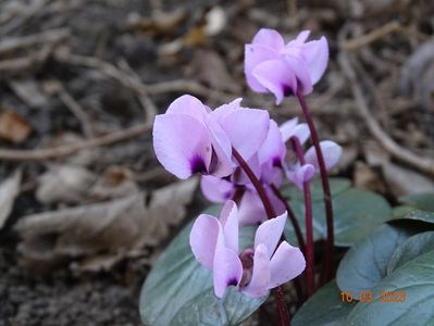 cyclamen coum Pink