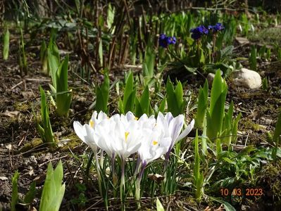 crocus Jeanne d'Arc