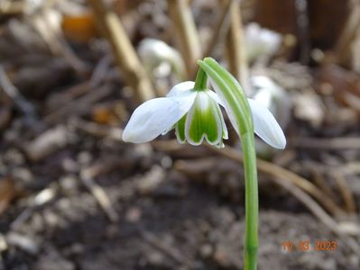 galanthus Hippolyta