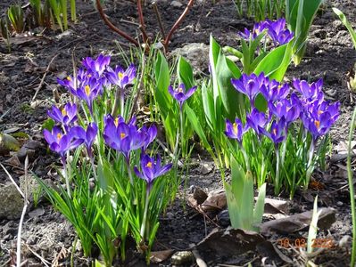 crocus Ruby Giant