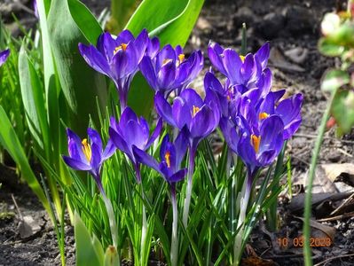 crocus Ruby Giant