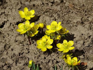 eranthis cilicica