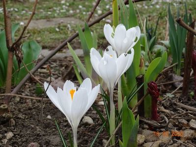 crocus Jeanne d'Arc