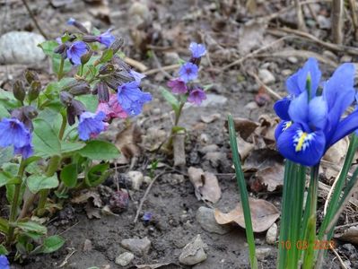 pulmonaria officinalis