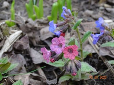 pulmonaria officinalis