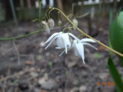 epimedium Yenomoto