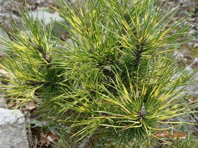 pinus mugo Sunshine