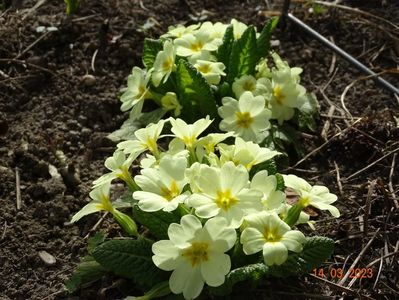 primula vulgaris