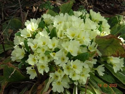 primula vulgaris