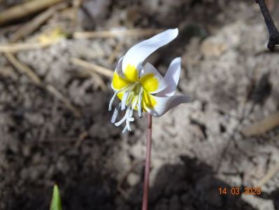 erythronium dens-canis niveum