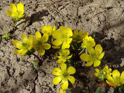 eranthis cilicica