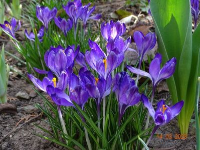 crocus Ruby Giant