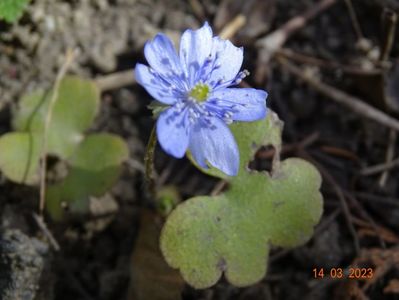 hepatica transsilvanica