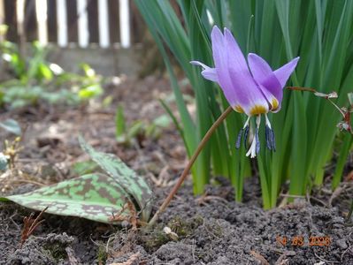 erythronium dens-canis