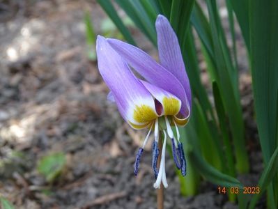 erythronium dens-canis