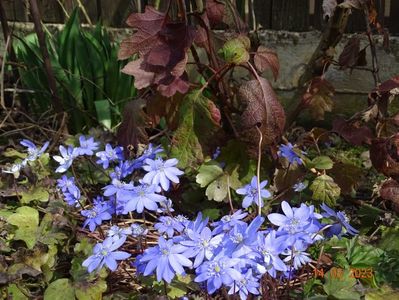 hepatica transsilvanica