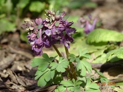 corydalis cava