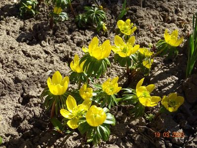 eranthis cilicica