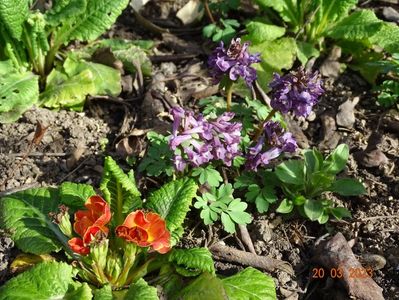 corydalis cava