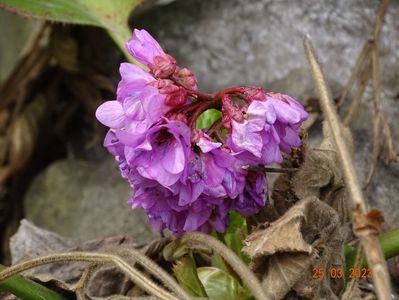 bergenia cordifolia