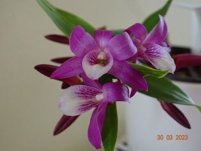 dendrobium Rainbow Dance