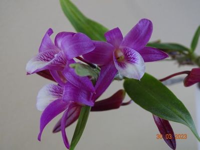 dendrobium Rainbow Dance