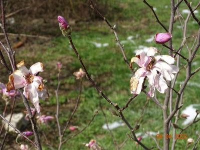 magnolia stellata Rosea