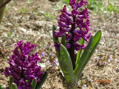 Purple Sensation