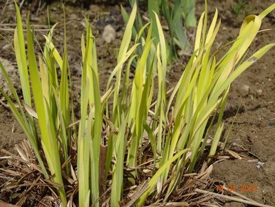 iris sibirica Fran's Gold