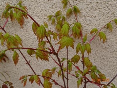 acer palmatum Summer Gold