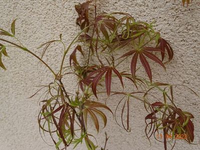 acer palmatum Red Pygmy