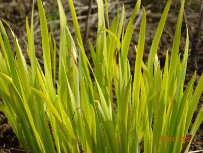 iris sibirica Fran's Gold