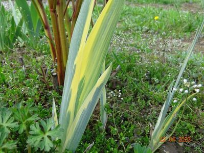 iris pallida Variegata