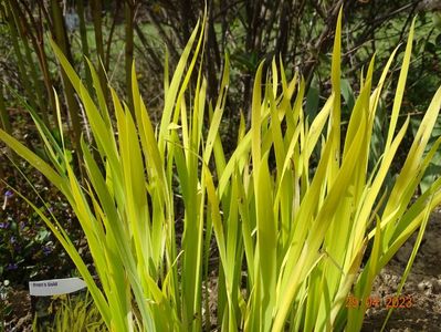 iris sibirica Fran's Gold