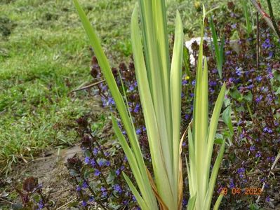 iris pseudacorus Variegata