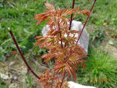 acer palmatum Okushimo