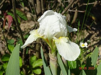 Lilly White