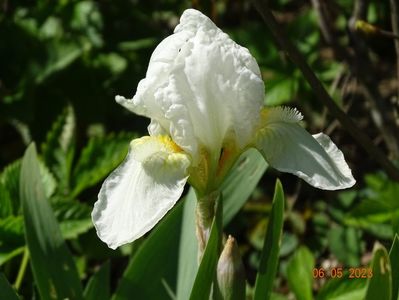 Lilly White