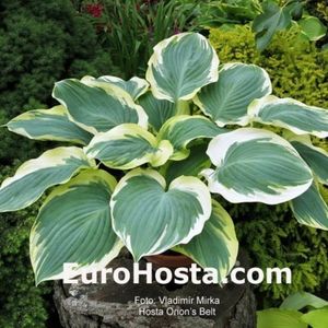 hosta_orions_belt_1