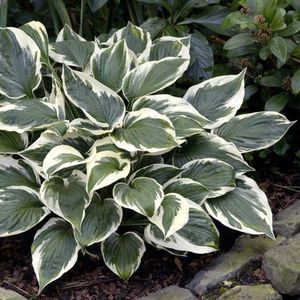 hosta-minuteman; Plantshop 2022
