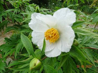 Early Windflower