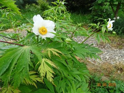 Early Windflower