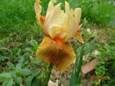 Orange Petals