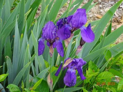 iris germanica