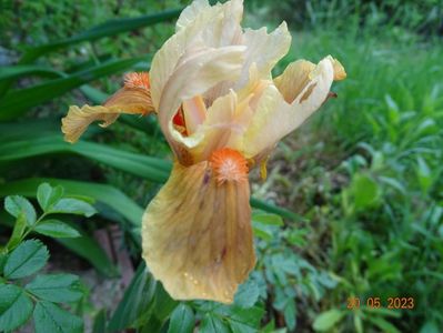 Orange Petals