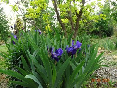 iris germanica