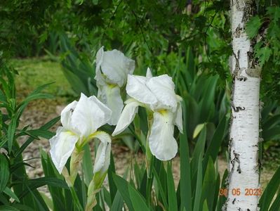 iris florentina