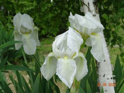 iris florentina